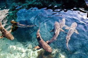 Destinasi Pulau Menjangan Besar